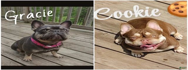 Gracie and Cookie 