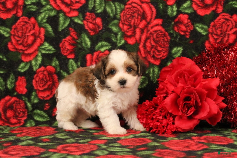 Maltipoo dogs Henry - Ad 7