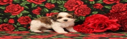 Maltipoo dogs for sale: Henry - Ad 1