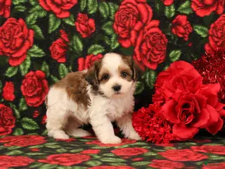 Maltipoo dogs Henry - Ad 18