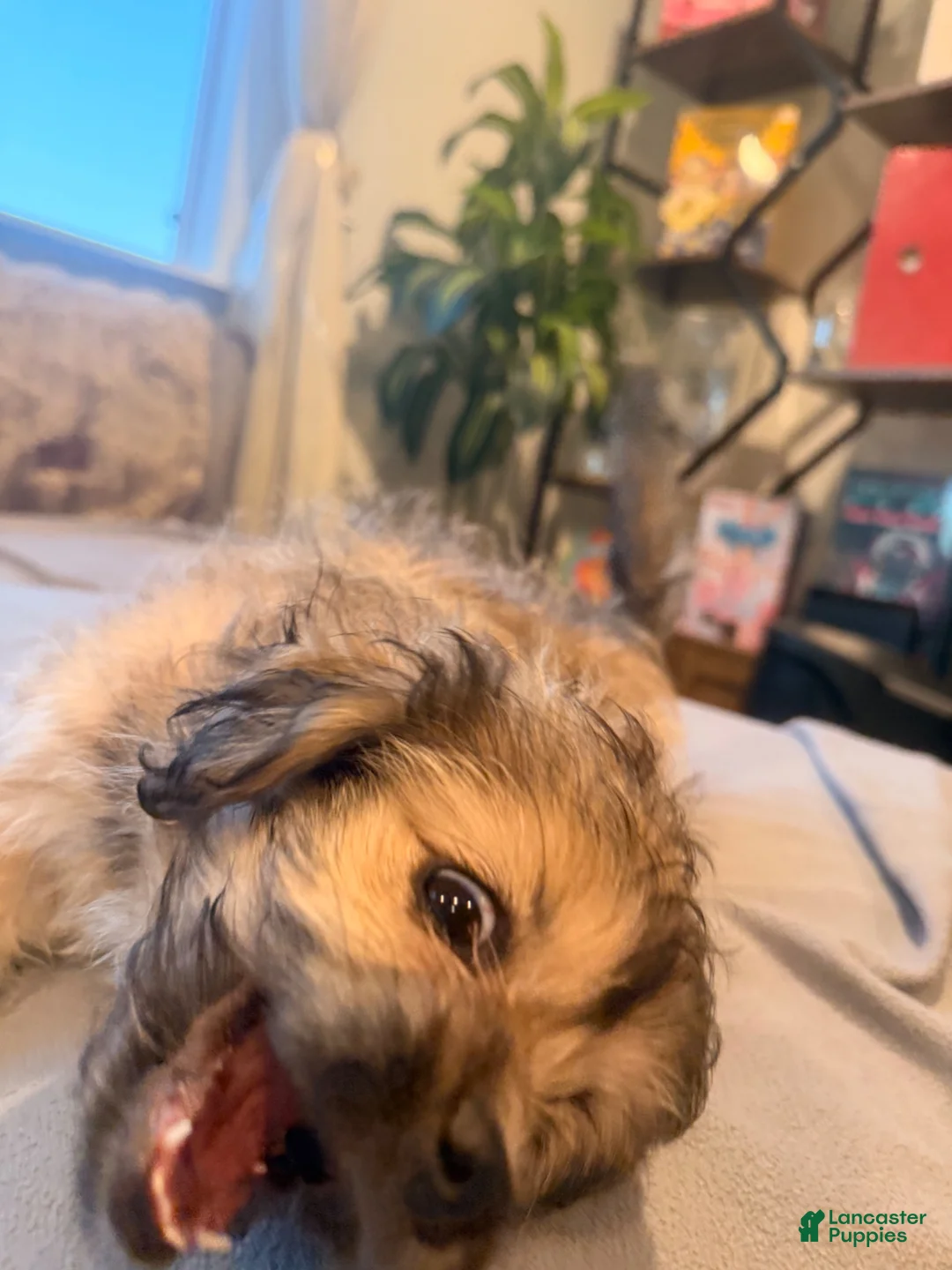 Shihpoo dogs for sale: Daisy - Ad 2