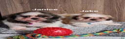 Shih Tzu dogs for sale: Jake  - Ad 5