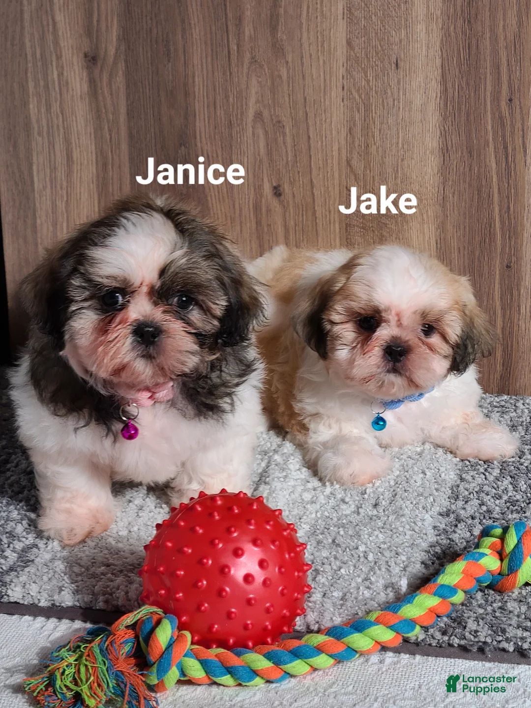 Shih Tzu dogs for sale: Janice  - Ad 5