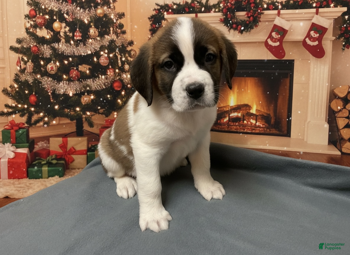 Saint Bernard dogs Luna - Ad 11