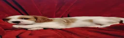 Cavalier King Charles Spaniel dogs for sale: Winston - Ad 4