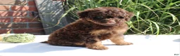 Miniature Poodle dogs for sale: Suzy - Ad 9
