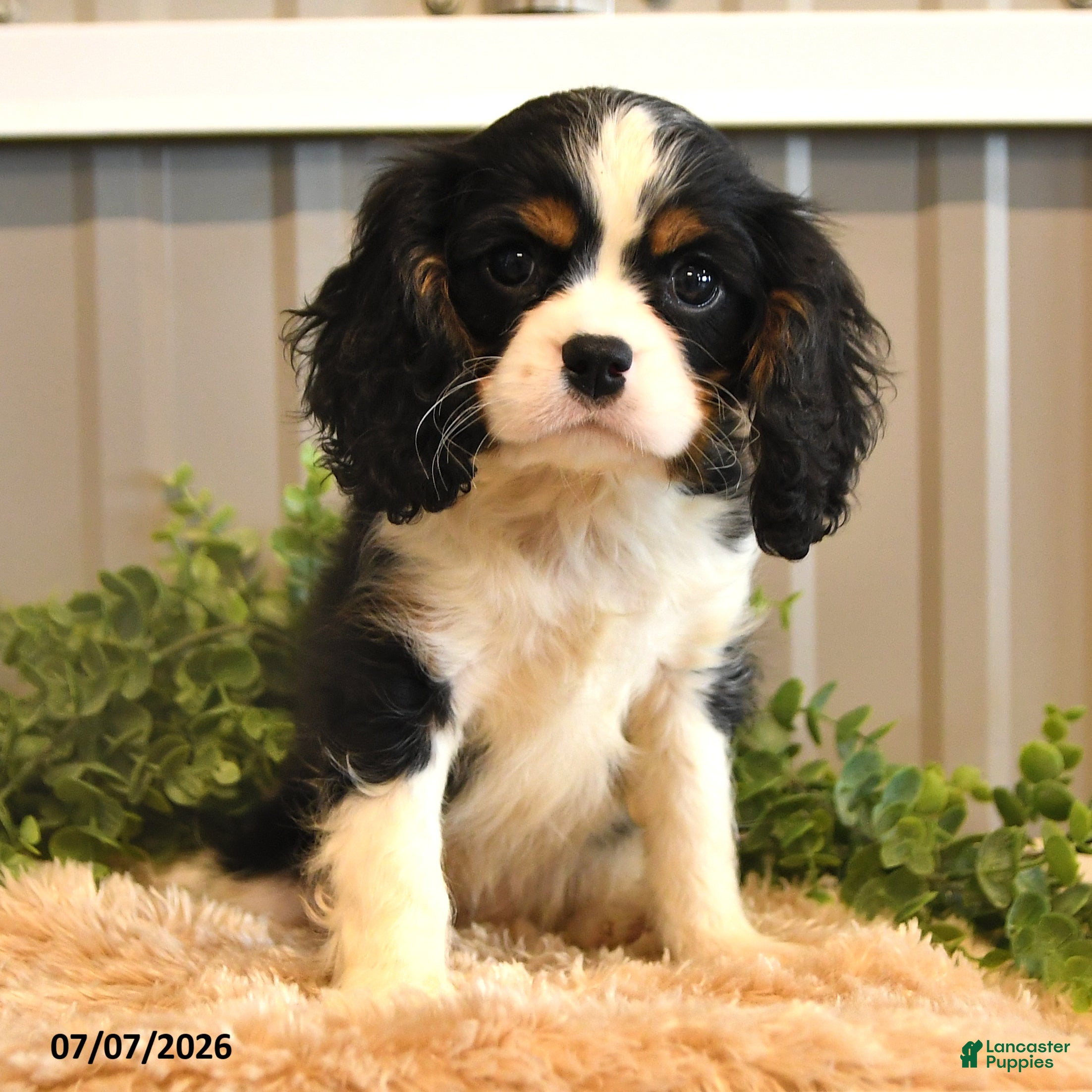 Cavalier King Charles Spaniel dogs Kassie - Ad 2