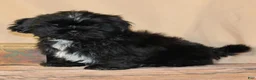 Shih Tzu dogs for sale: Blake - Ad 2