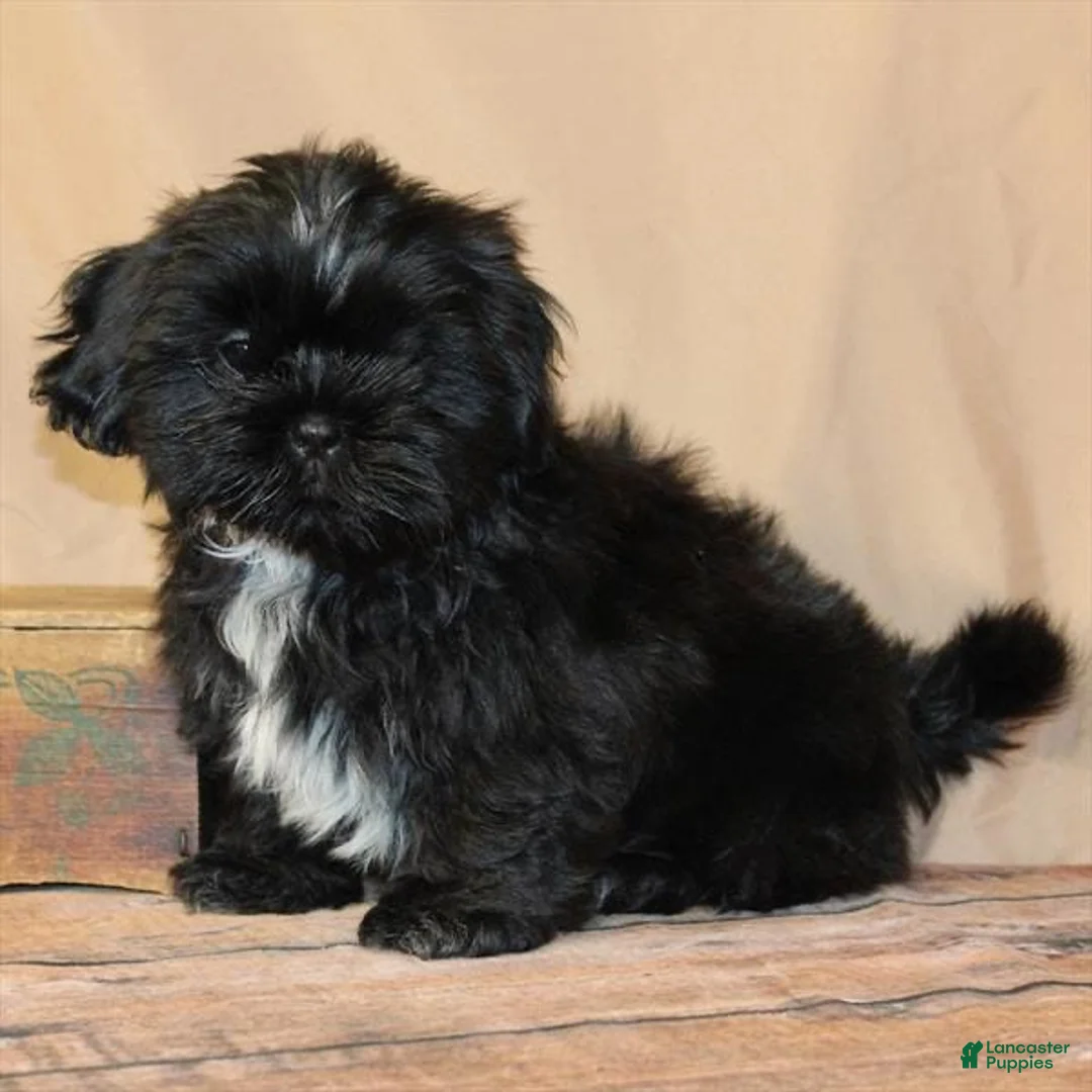Shih Tzu dogs for sale: Blake - Ad 2