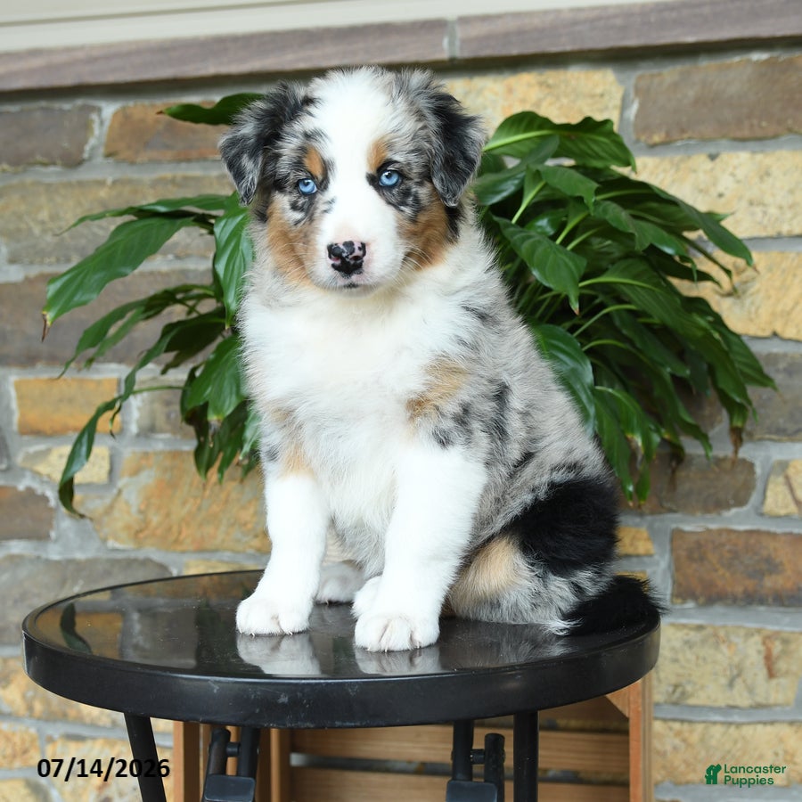 Australian Shepherd dogs Misty - Ad 2