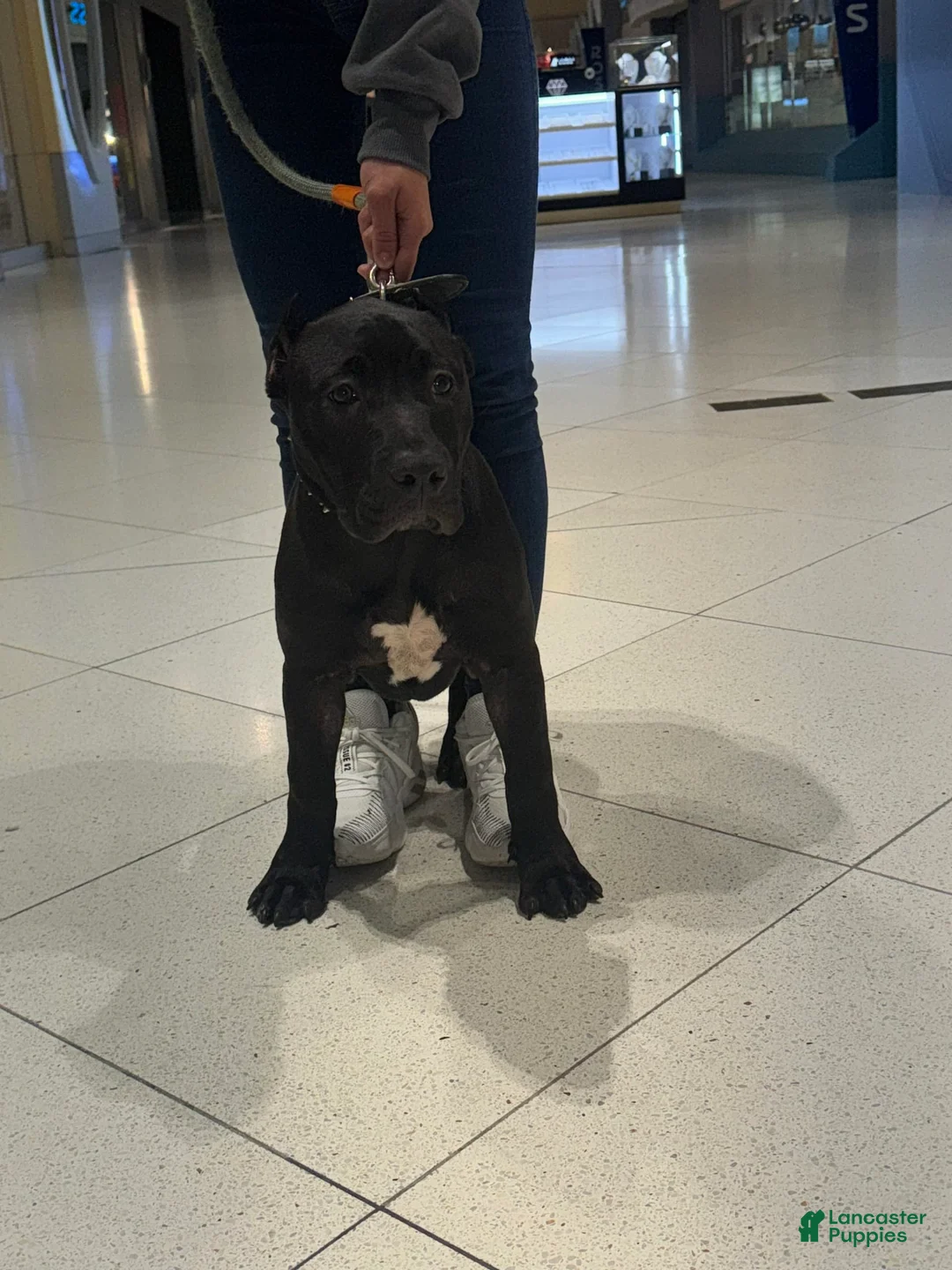 Gallery Image {{count}}