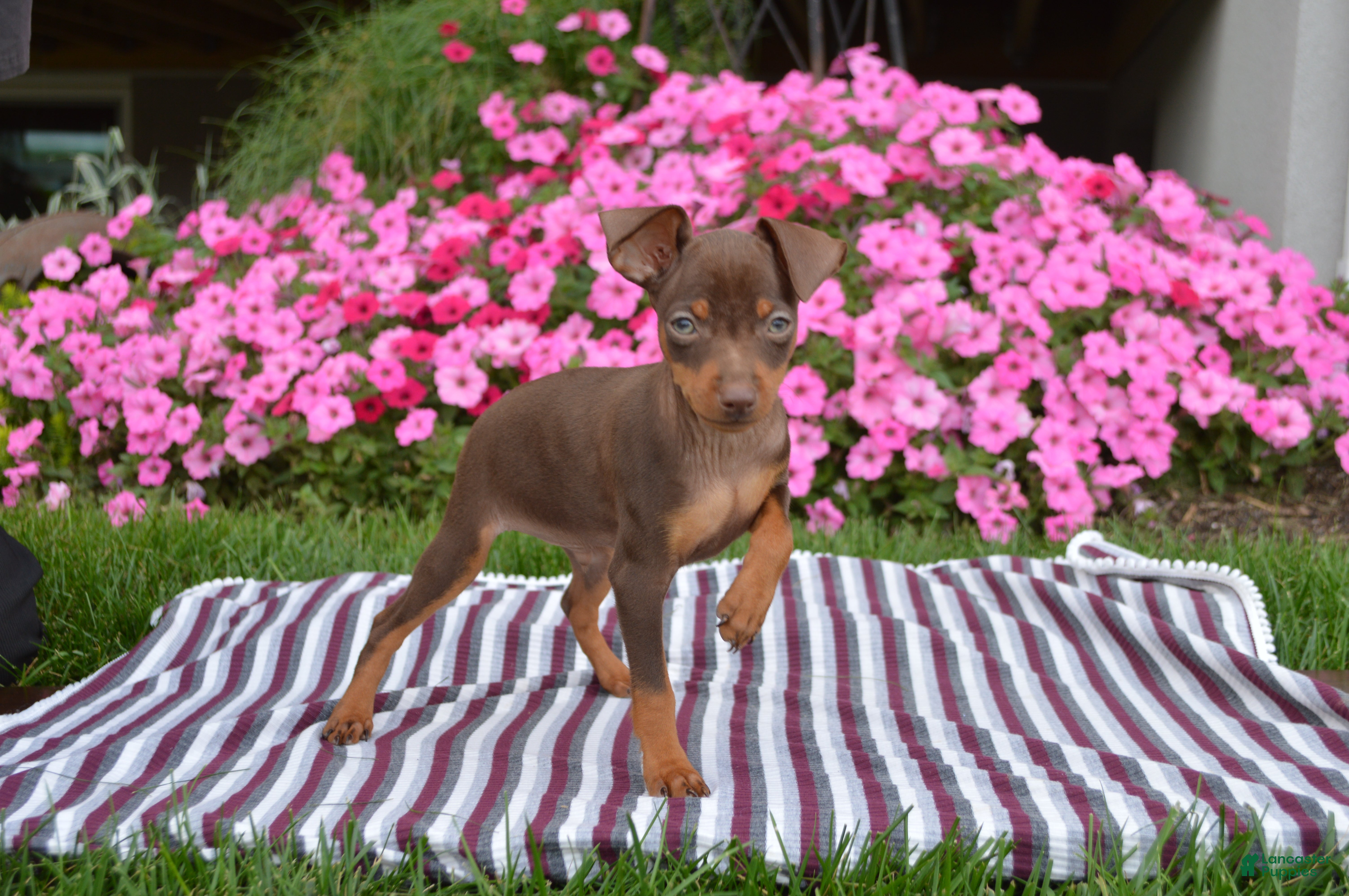 Miniature Pinscher dogs Evan - Ad 32