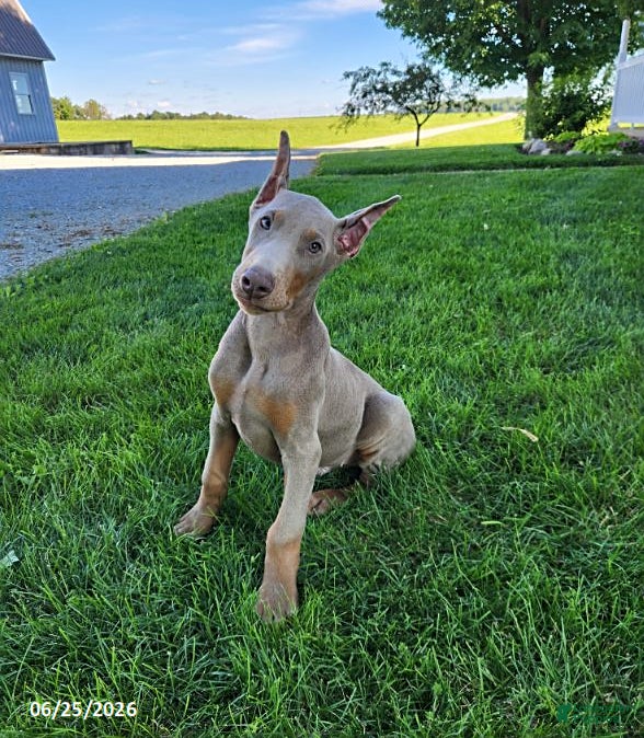 Doberman Pinscher dogs Griffin - Ad 1