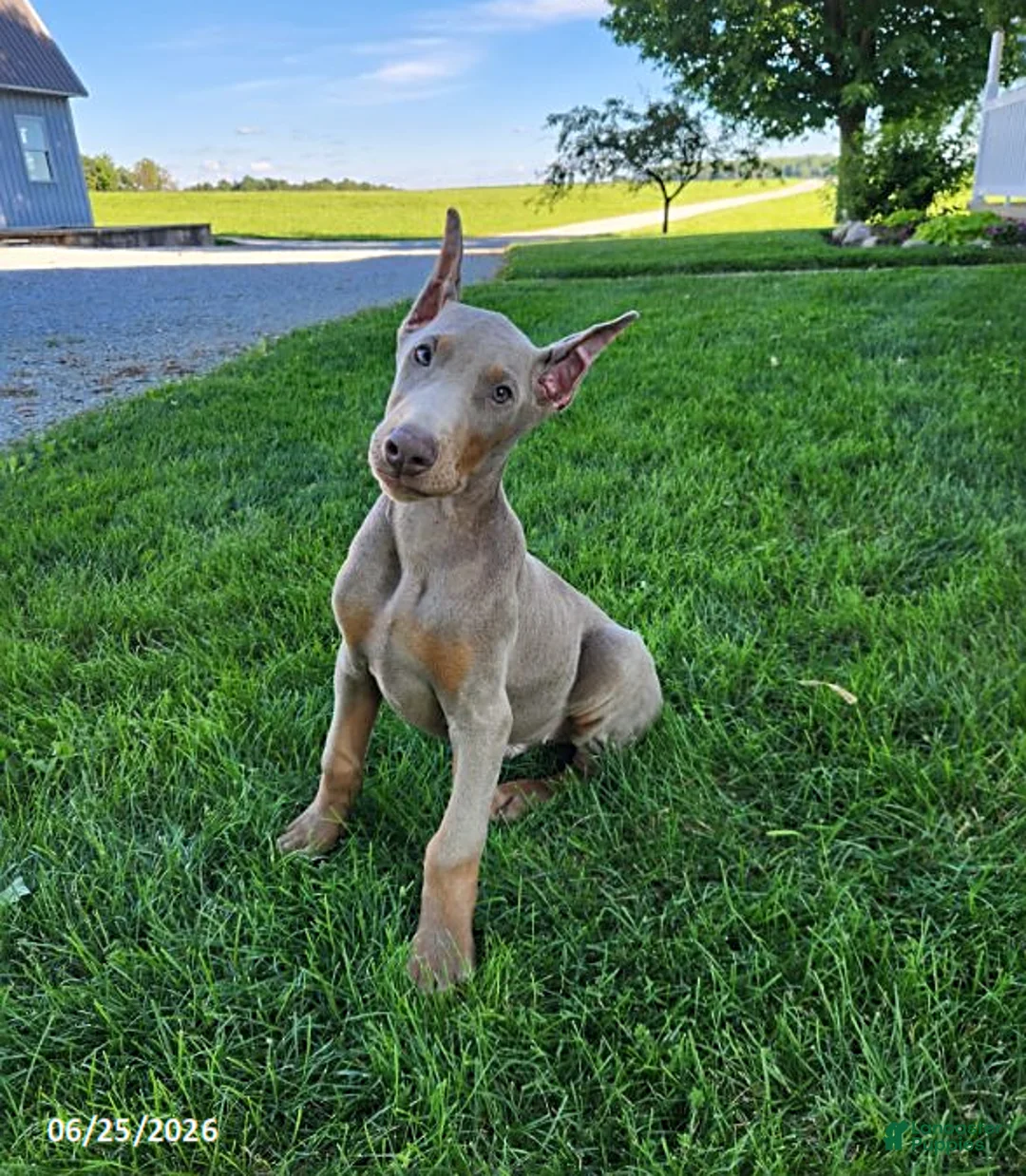 Doberman Pinscher dogs for sale: Griffin - Ad 1