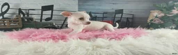Chihuahua dogs for sale: Chocolate teacup Chihuahua girl. Hand delivery - Ad 4