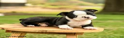 Boston Terrier dogs for sale: Brady - Ad 3