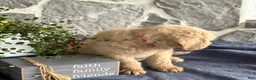 Goldendoodle dogs for sale: Nolan - Ad 9
