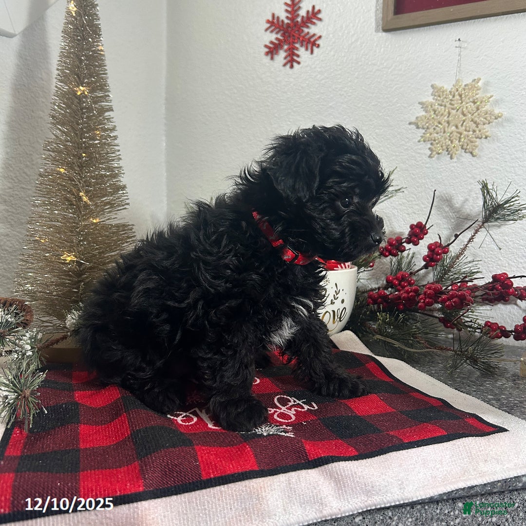 Mixed Breed dogs for sale: Bridget - Ad 2