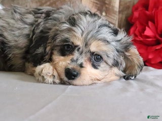 Cavapoo dogs Dora - Ad 11