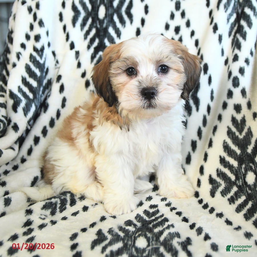 Teddy Bear dogs Ritchy - Ad 6