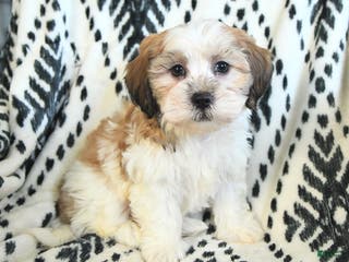 Teddy Bear dogs Ritchy - Ad 8