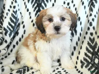 Teddy Bear dogs Ritchy - Ad 28