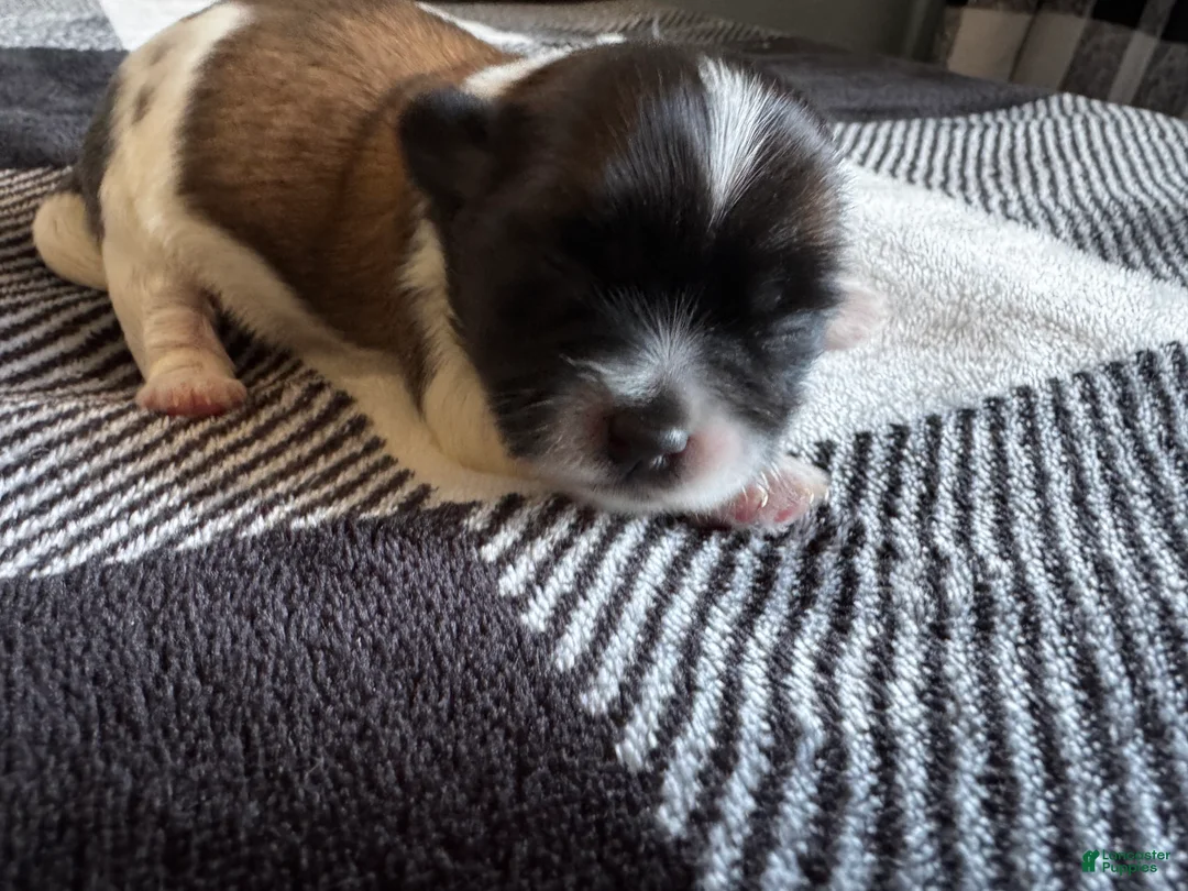 Shihpoo dogs for sale: Shihpoo Puppy 1 - Ad 1
