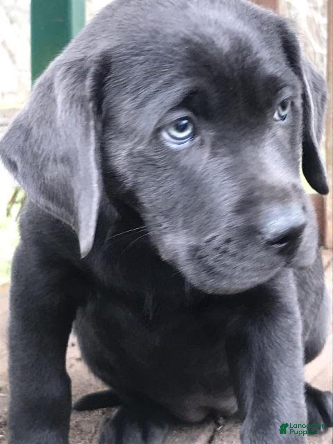Labrador Retriever dogs for sale: Labrador Retriever Puppy 2 - Ad 1