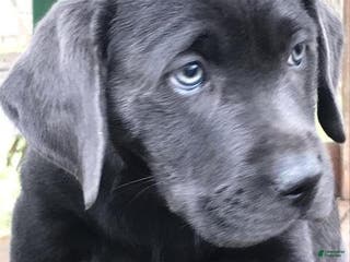 Labrador Retriever dogs Labrador Retriever Puppy 2 - Ad 3