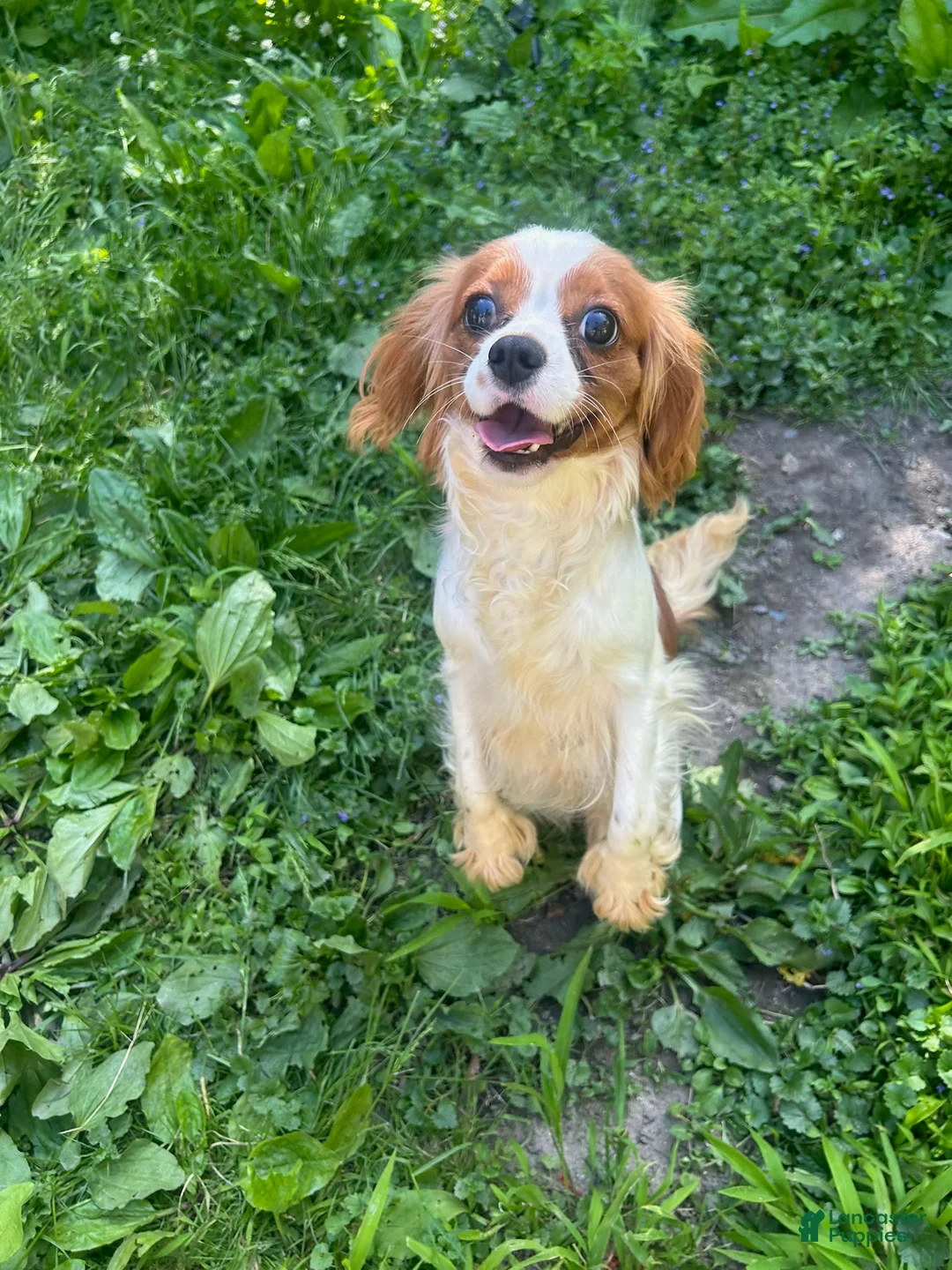 Cavalier King Charles Spaniel dogs for sale: Brittany  - Ad 2