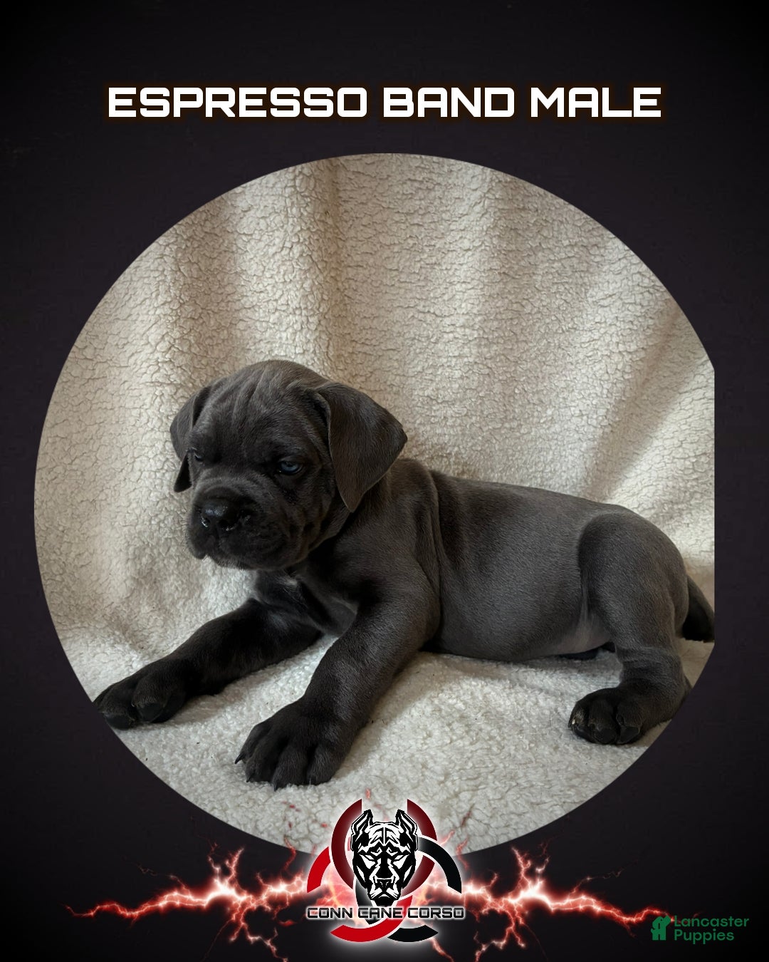 Cane Corso dogs Cane Corso Puppy 1 - Ad 35