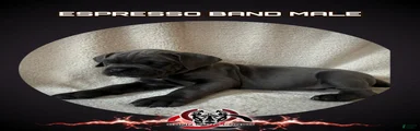 Cane Corso Puppy 1
