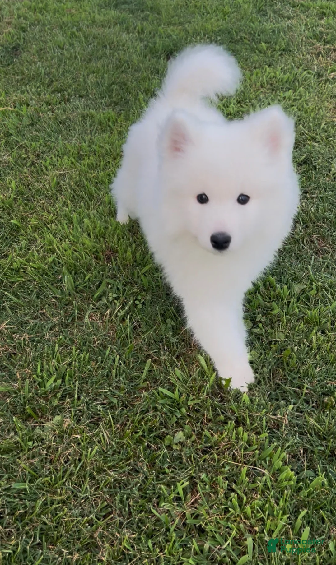 Samoyed dogs for sale: Nimbus  - Ad 1