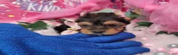 Yorkshire Terrier dogs for sale: Loveable - Ad 3