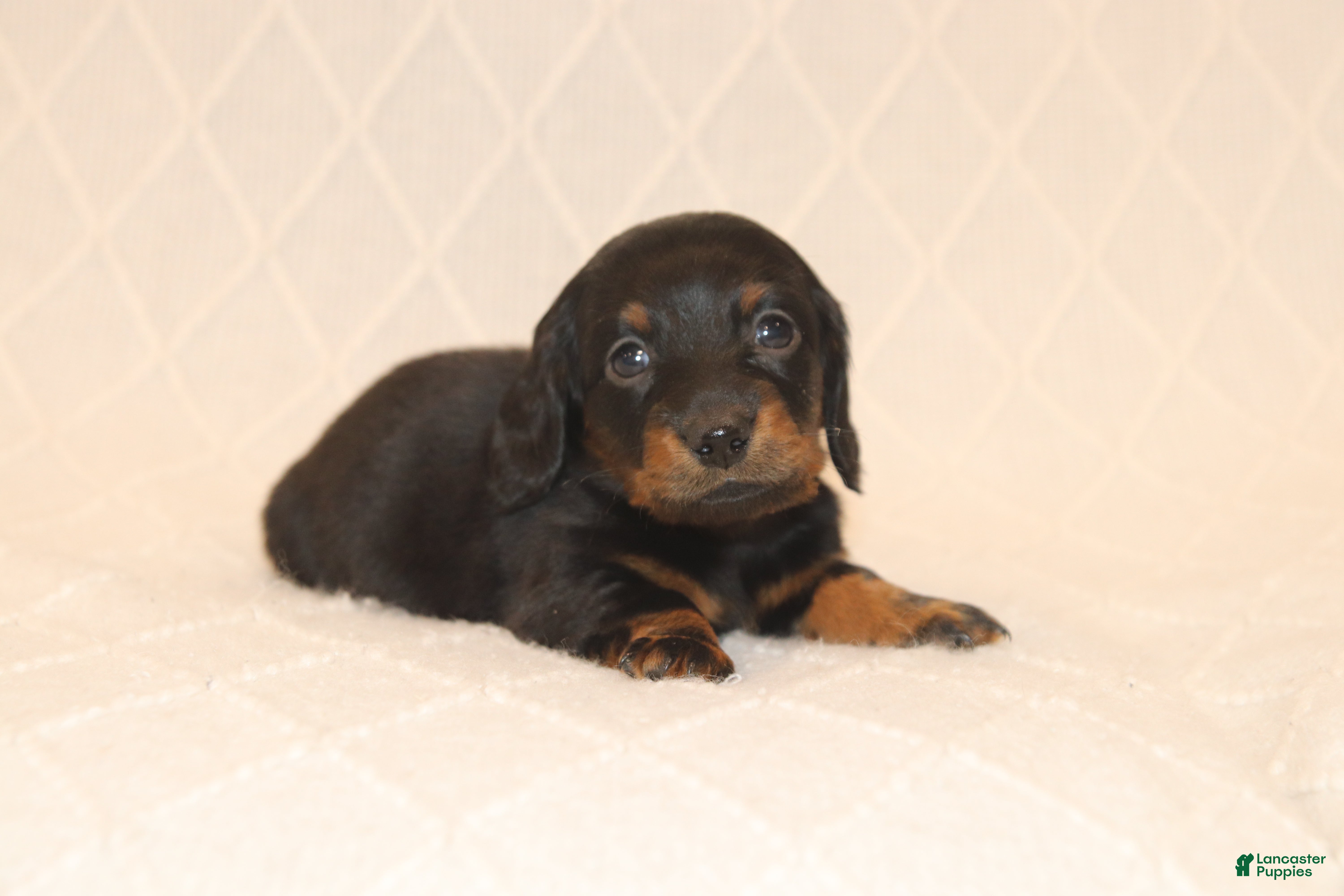 Miniature Dachshund dogs Rex - Ad 1