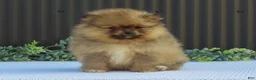 Pomeranian dogs for sale: Peanut 🩵🐾 - Ad 10