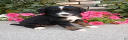 Bernedoodle dogs for sale: Lyle - Ad 4