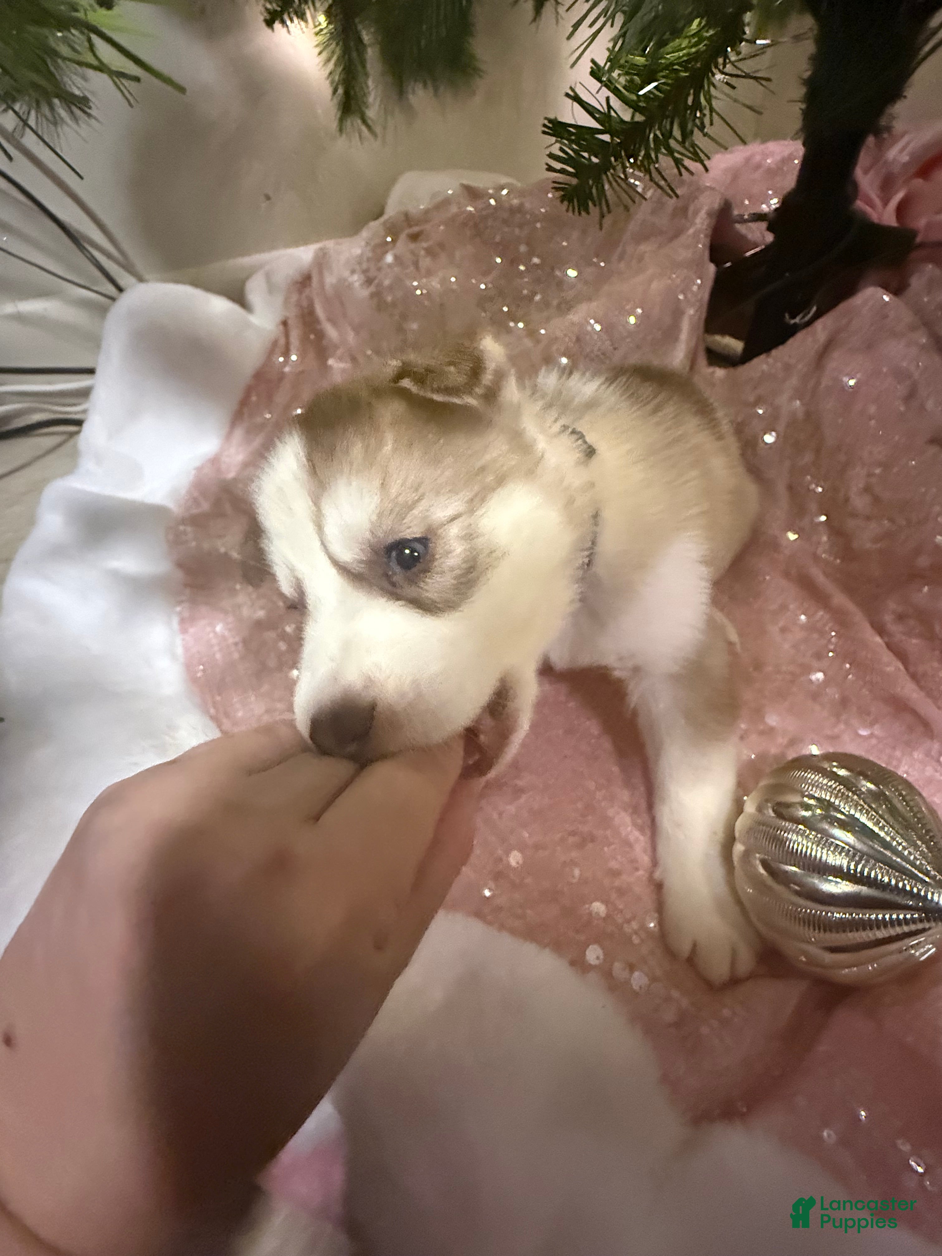 Siberian Husky dogs Elijah - Ad 16