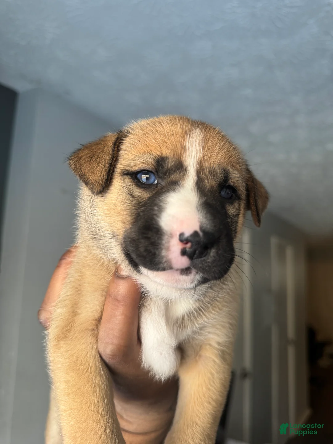 Mixed Breed dogs for sale: Bella - Ad 2