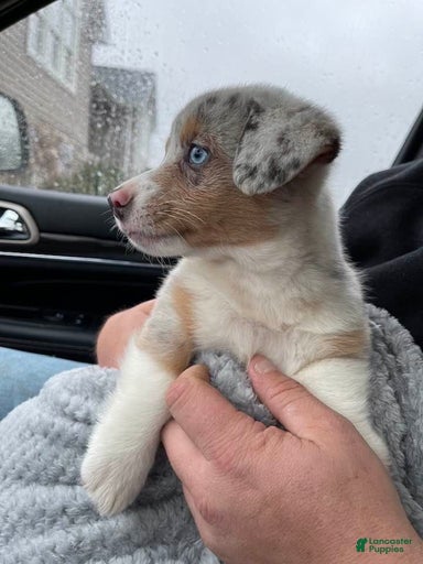 Gallery Image {{count}}