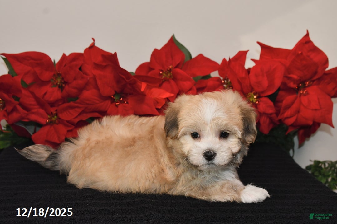 Havanese dogs for sale: Bubbles - Ad 4