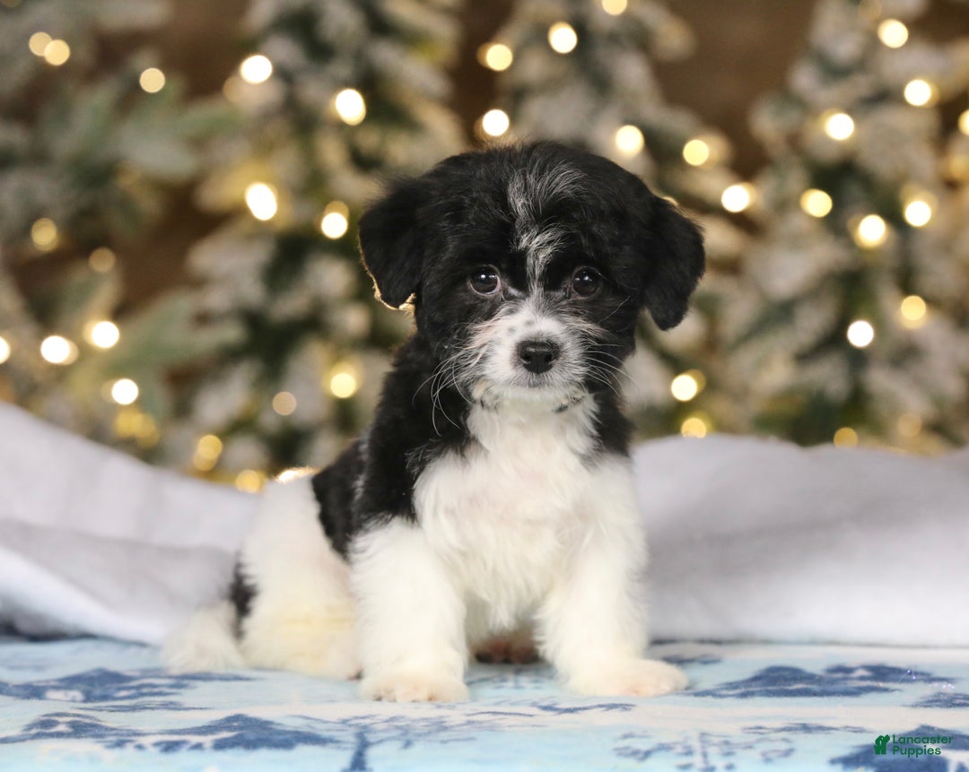 Teddy Bear dogs for sale: Noelle - Ad 47