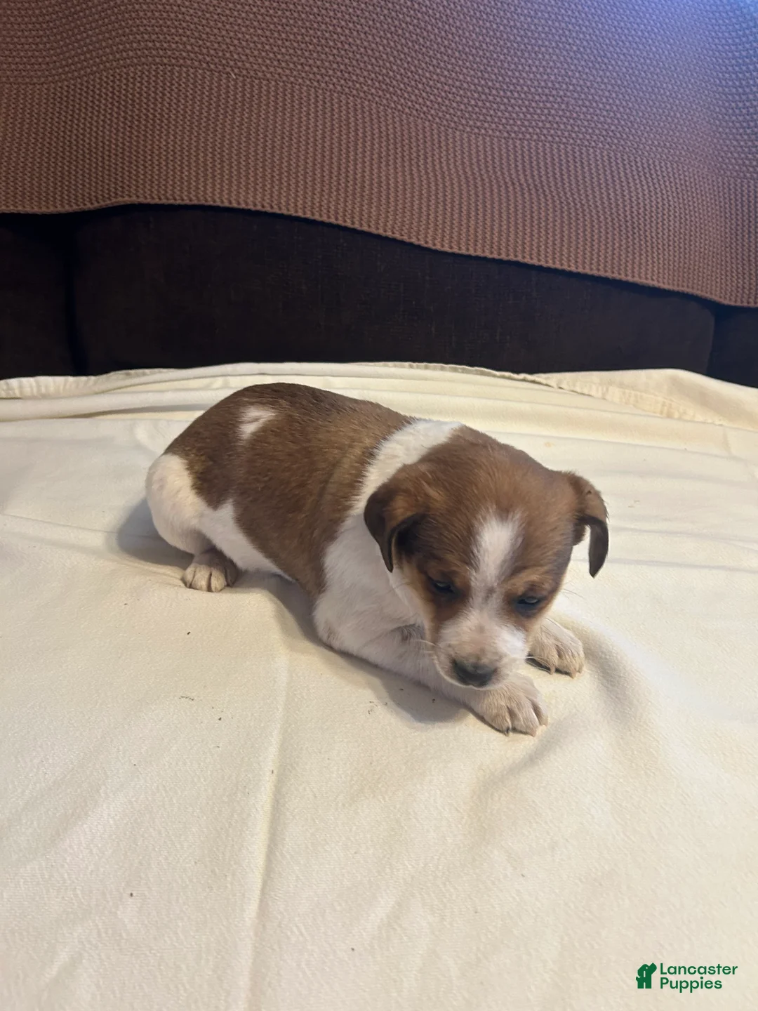 Jack Russell Terrier dogs for sale: Jack Russell Terrier Puppy 2 - Ad 2