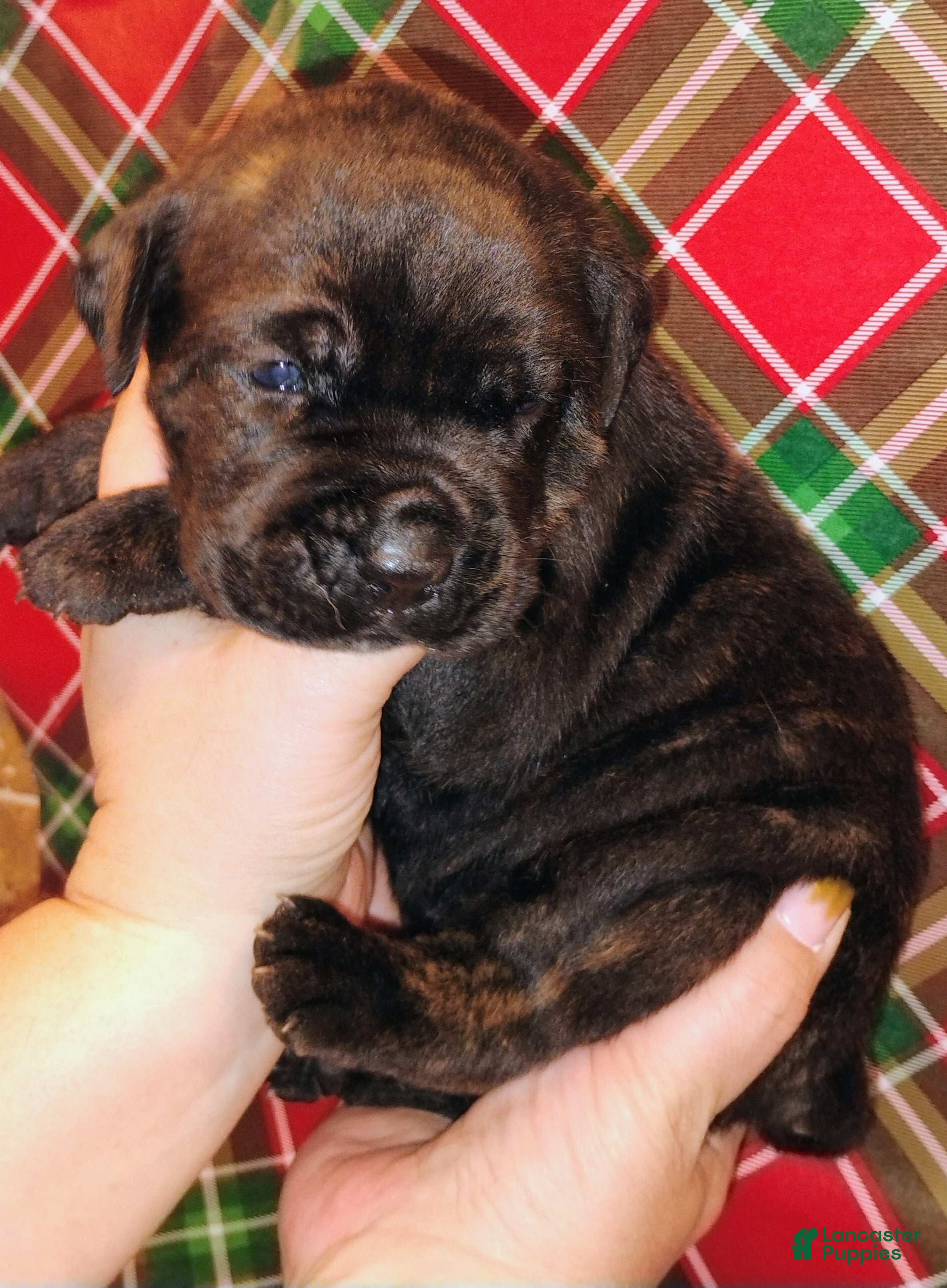 Mixed Breed dogs Blue collar  - Ad 35