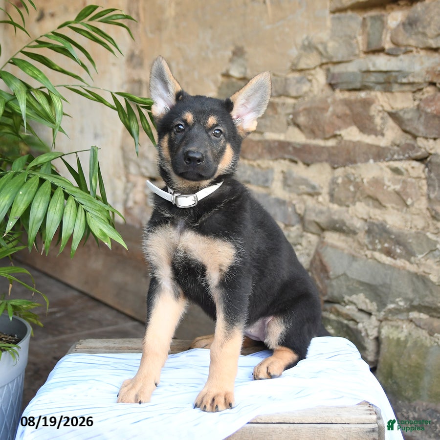 German Shepherd dogs Nutmeg - Ad 2