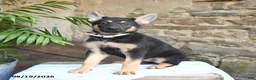 German Shepherd dogs for sale: Nutmeg - Ad 2