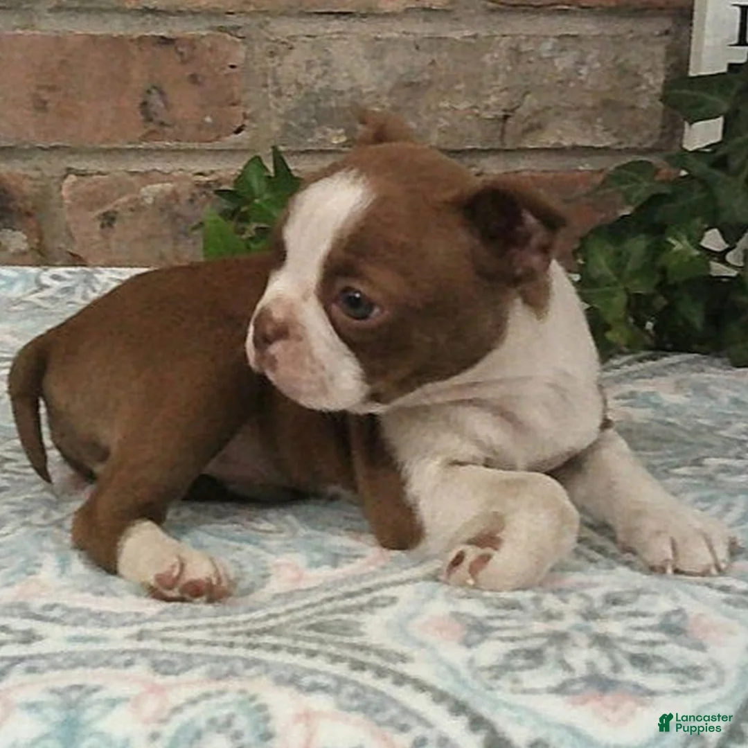 Boston Terrier dogs for sale: Cleo  - Ad 2