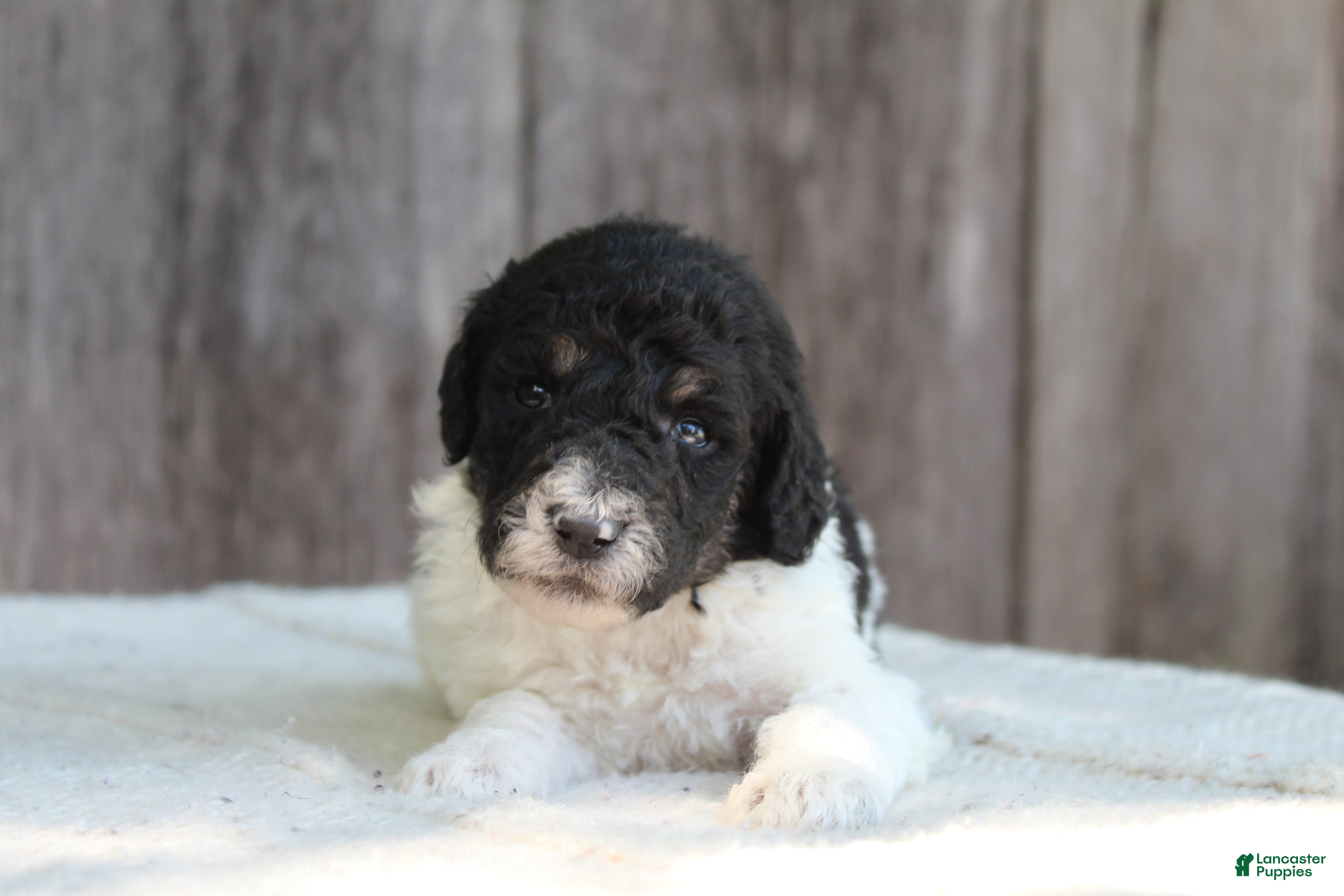 Standard Poodle dogs for sale: Sage AKC standard poodle - Ad 8