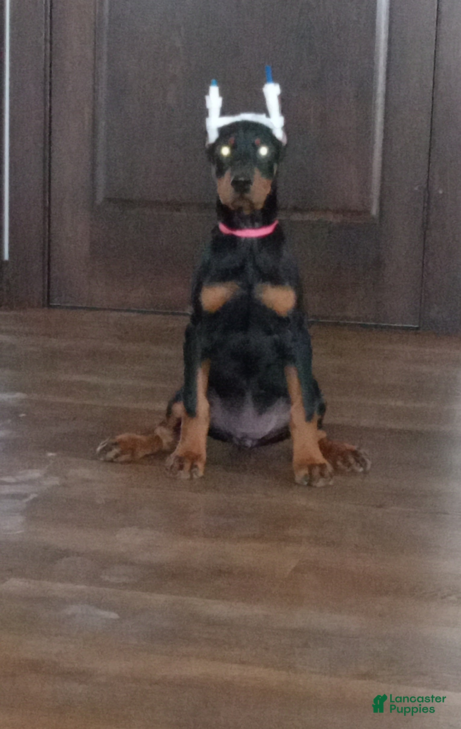 Doberman Pinscher dogs Misty Von Jett - Ad 1