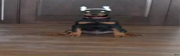 Doberman Pinscher dogs for sale: Misty Von Jett - Ad 4